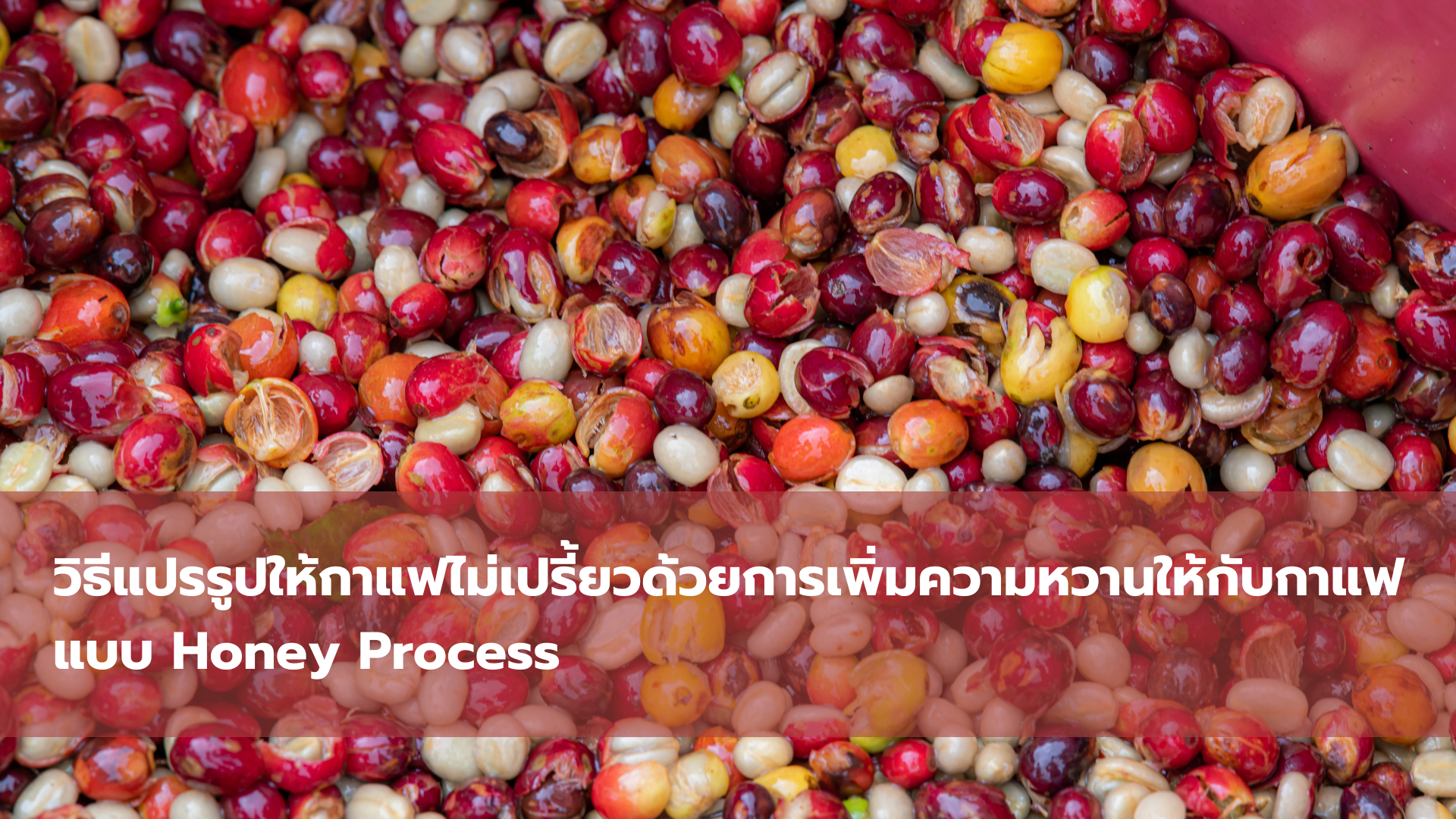 วิธีแปรรูปให้กาแฟไม่เปรี้ยว ด้วยการเพิ่มความหวานให้กับกาแฟแบบ Honey Process