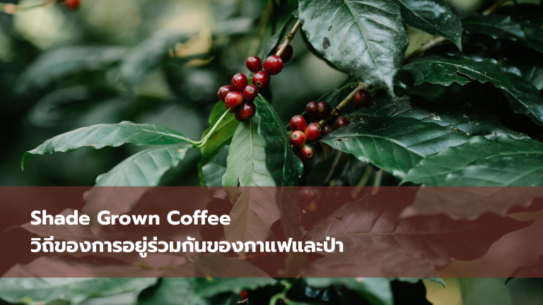 Shade Grown Coffee วิถีของการอยู่ร่วมกันของกาแฟและป่า