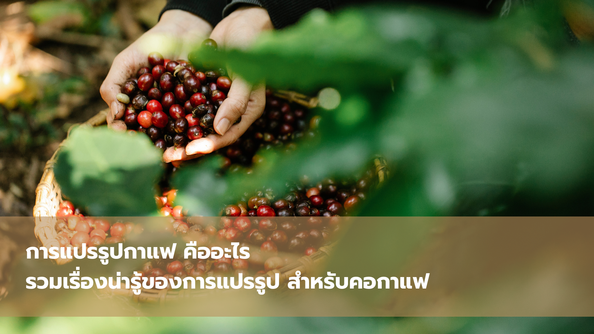 การแปรรูปกาแฟ คืออะไร